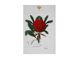 Botanical gardens tea towel Telopea 50x70cm