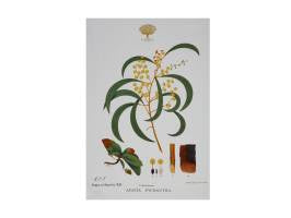 Botanic Gardens tea towel wattle 50x70cm
