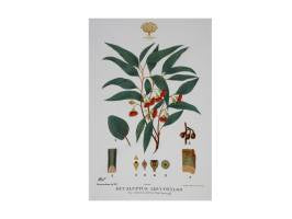 Botanical gardens tea towel flowering gum 50x70cm