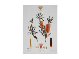 Botanical gardens tea towel bottlebrush 50x70cm