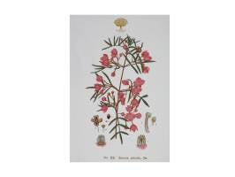 Botanical gardens tea towel Boronia 50x70cm