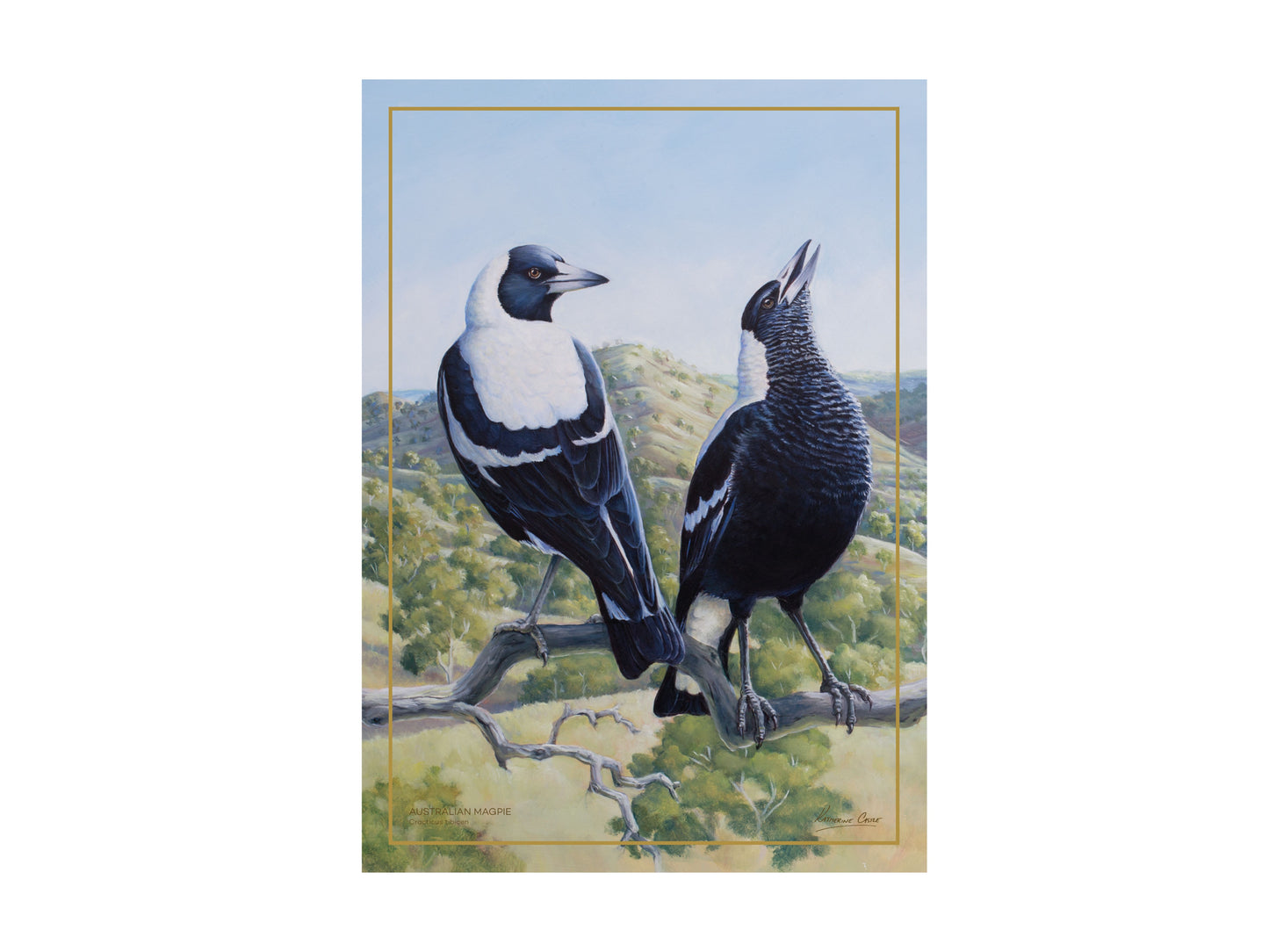 Birds of Australia 10yr Anniversary tea towel Magpie 50x70cm